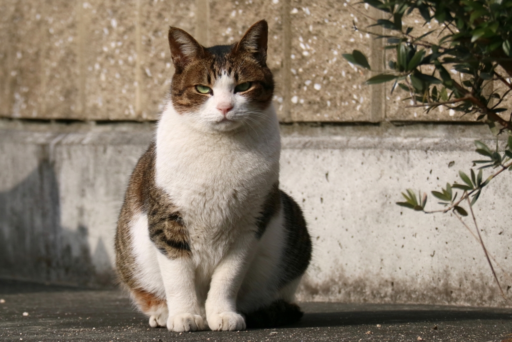 しばれる街角ちゃん