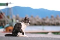 オブザーバーちゃん