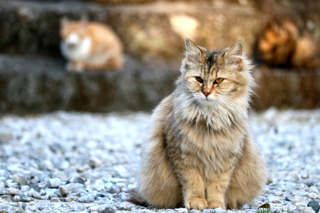神社ボサねこ