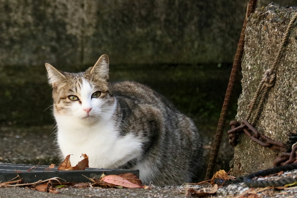 寒くてもキリッ