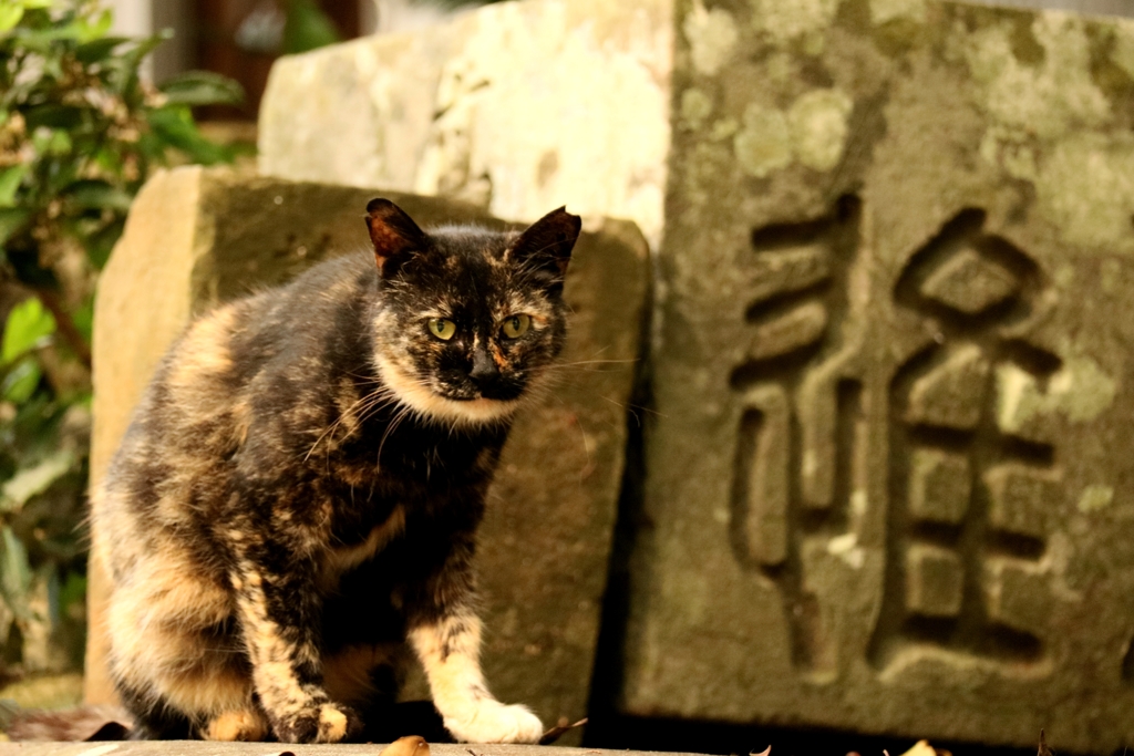 やせたサブマリン