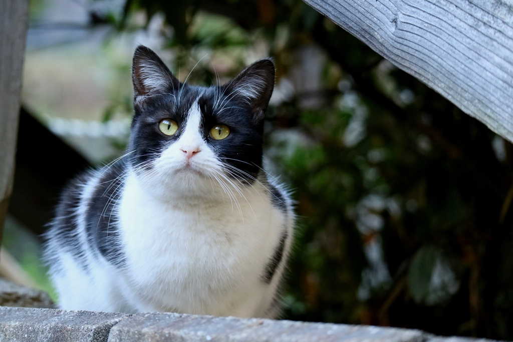 不思議な顔ちゃん