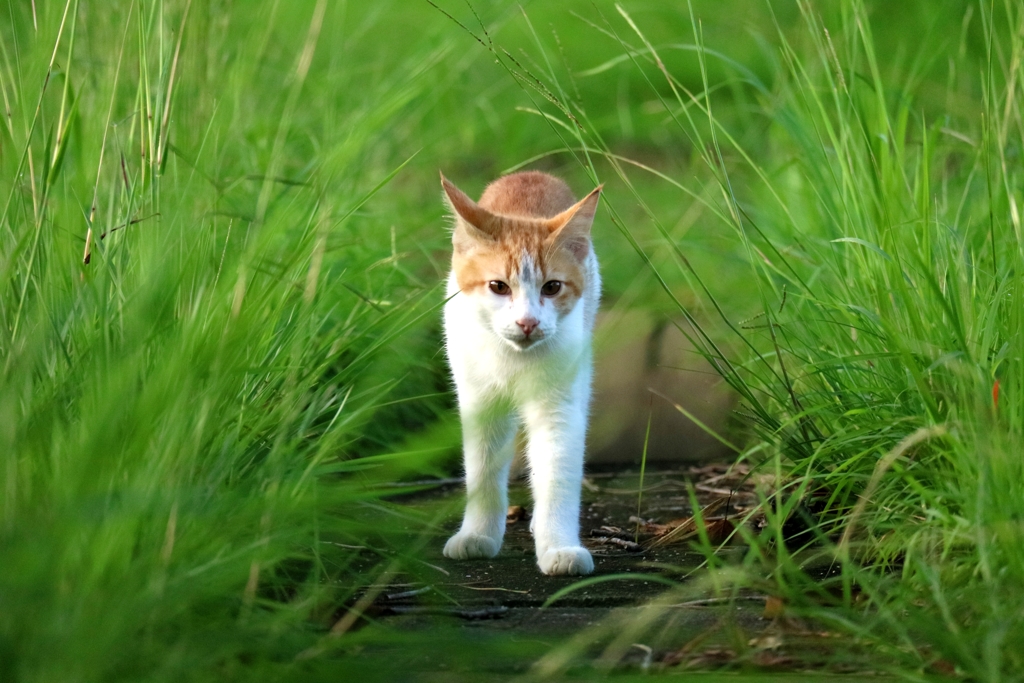 ばったり