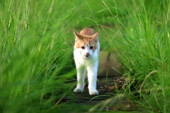 ばったり