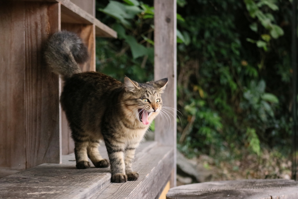 きゃあ