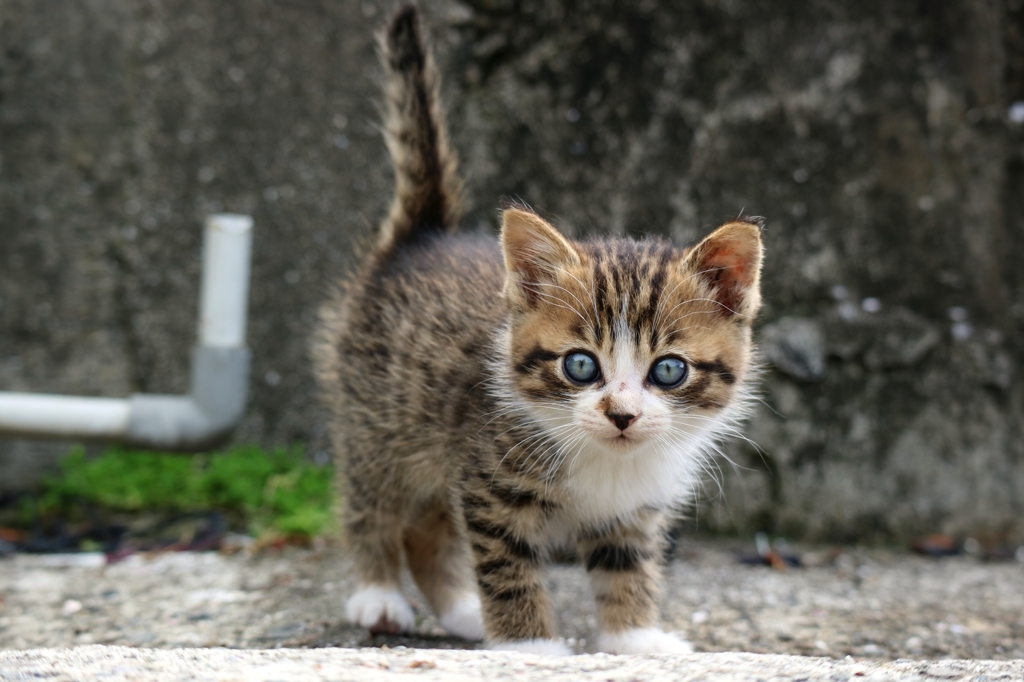 ほんとは子猫の青い目が苦手