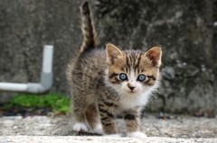 ほんとは子猫の青い目が苦手