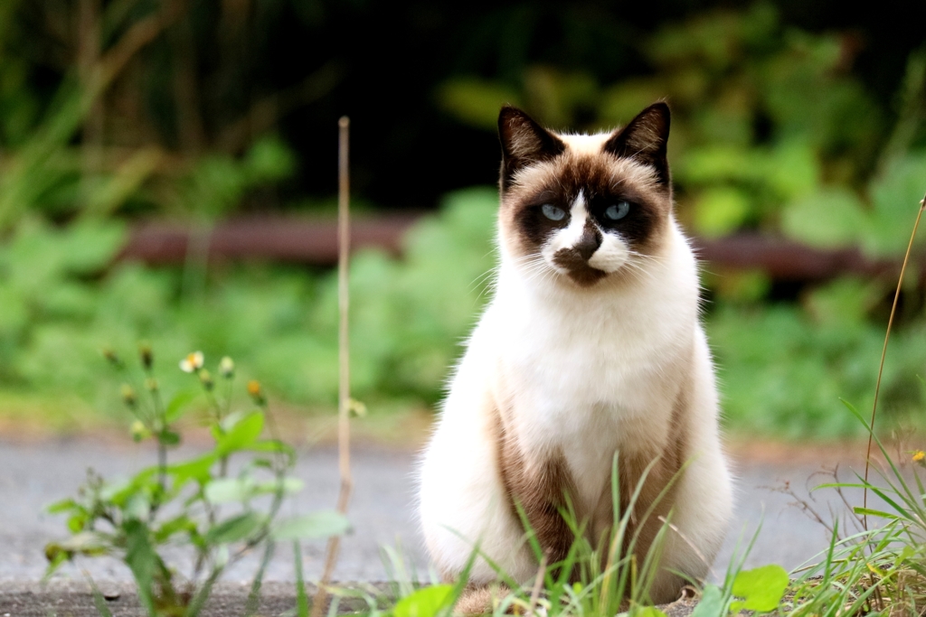 プリティたぬき面