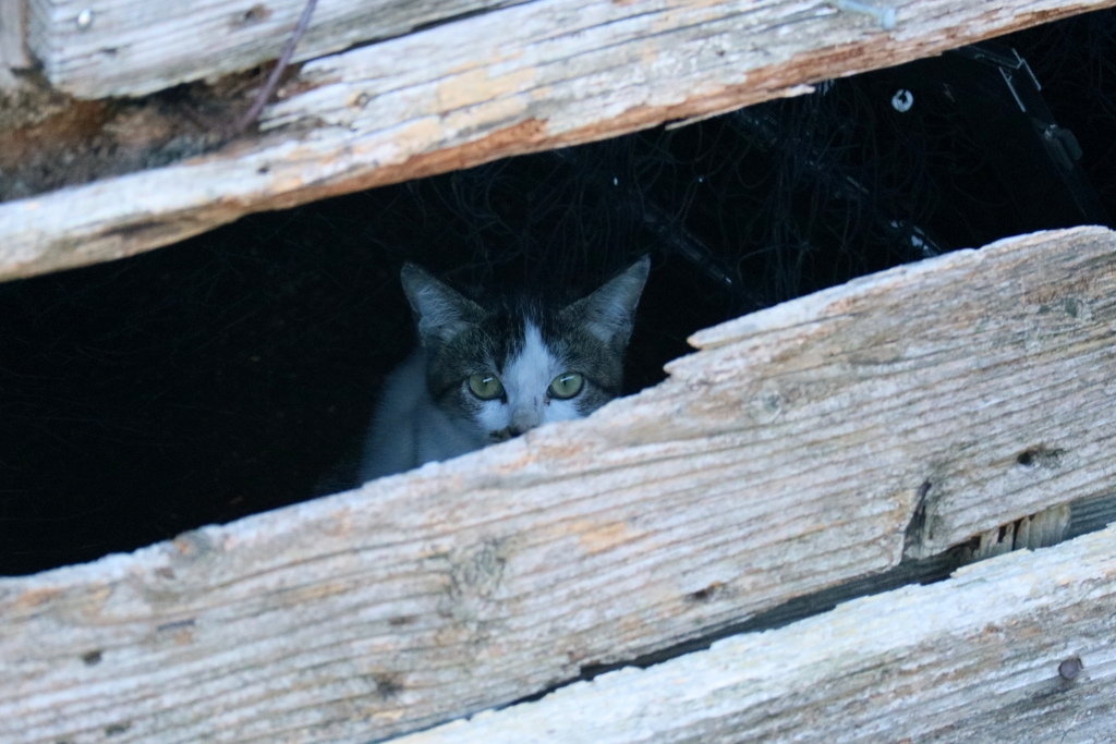 張り込みちゃん