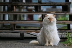 モッフしょぼん