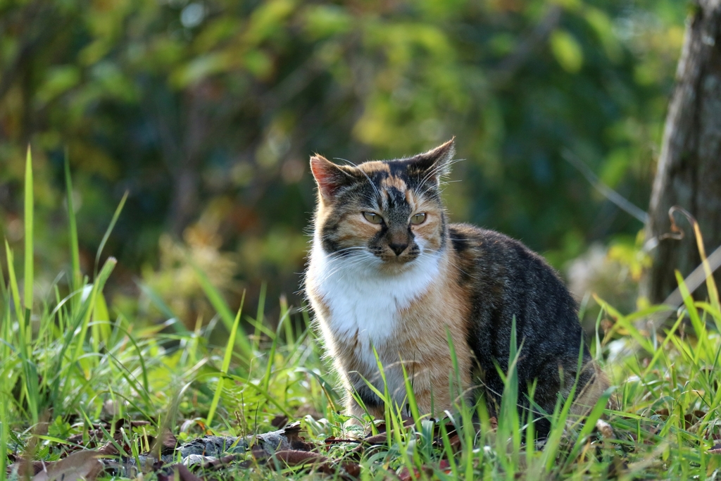 朝の猫は最高だっ
