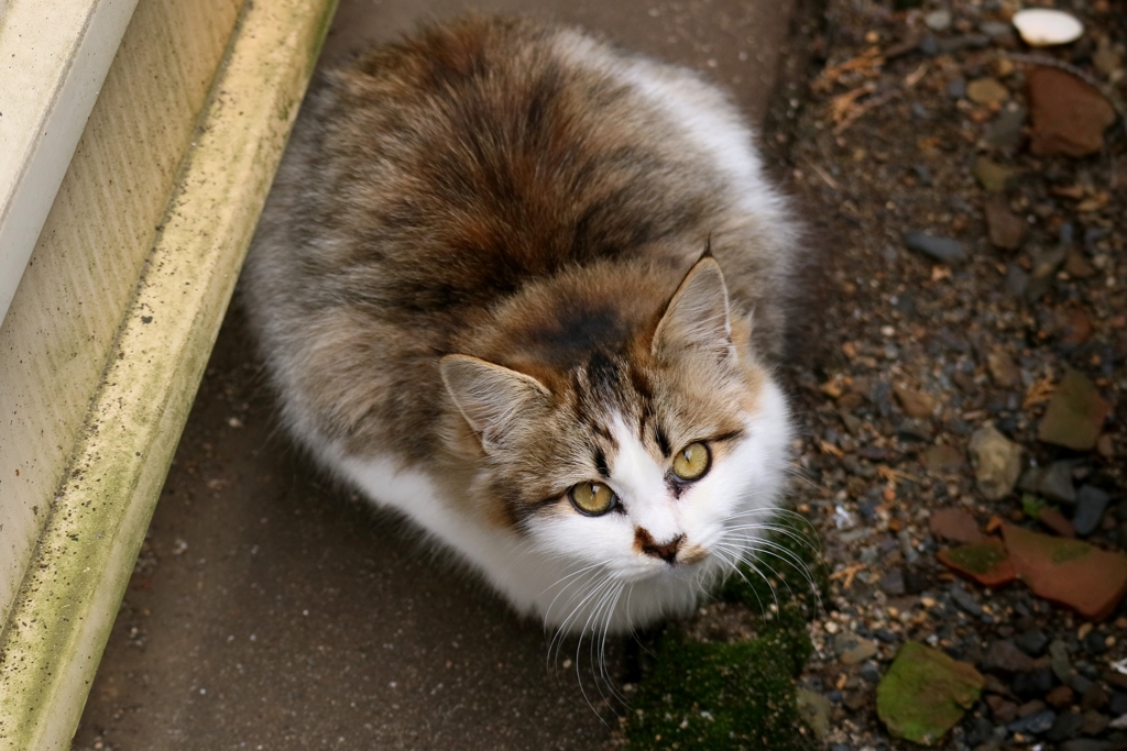見上げるふさふさ
