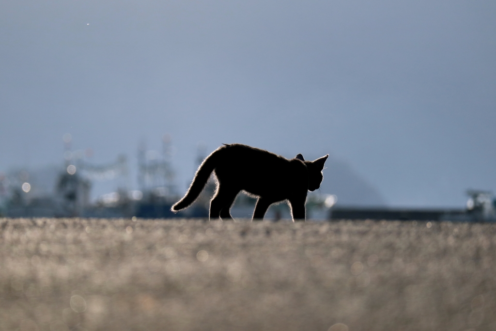 早朝シルエット先生