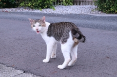 振り向くふぐり