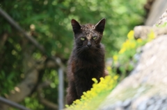 雨上がり泥被りちゃん