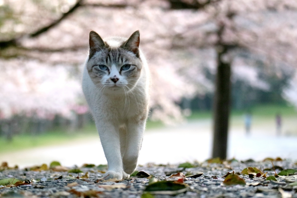 花見ちゃん