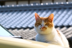うちのやつ冬太り