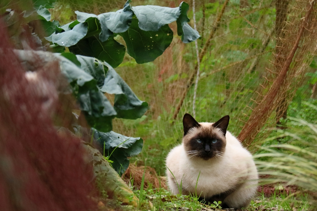 ファーマーちゃん