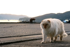 モッフウォーキング