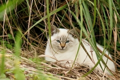 ブッシュちゃん