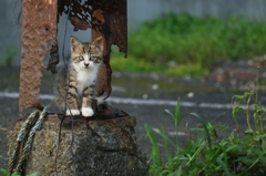 ちよこんちゃん