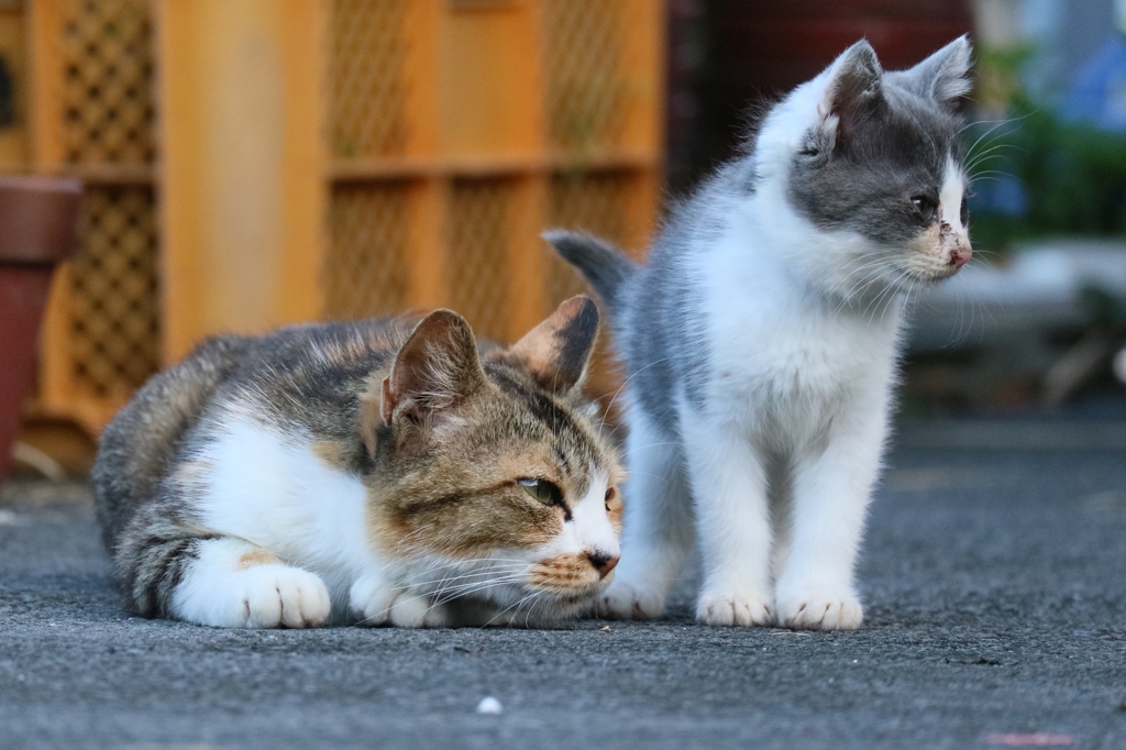 ファーザー先生