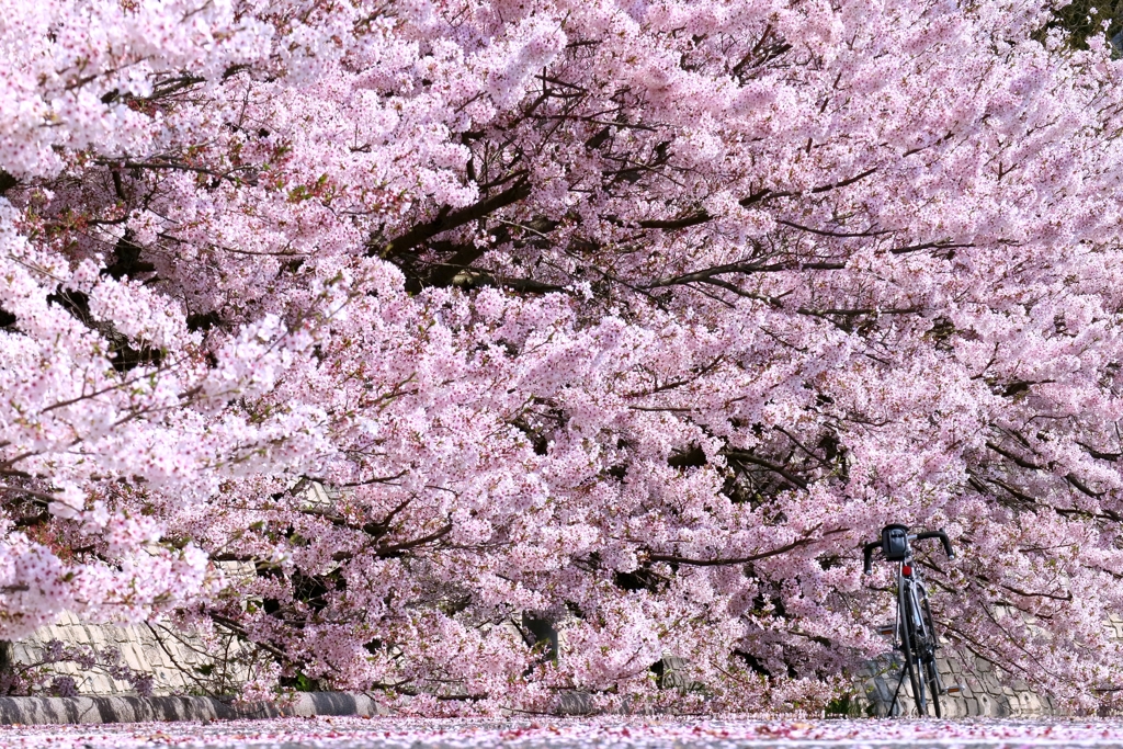 満開鉄輪