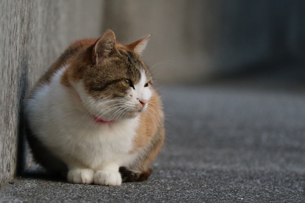 小顔ちゃん