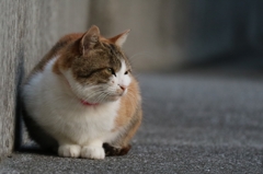 小顔ちゃん
