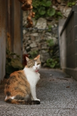 路地裏美人先生