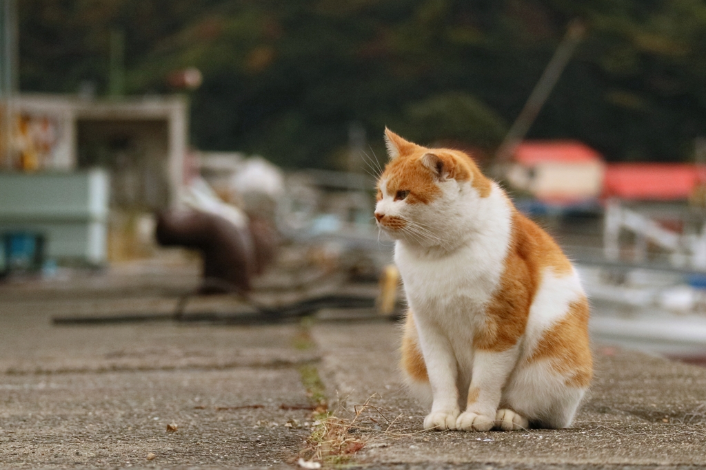 港のふゆげまん