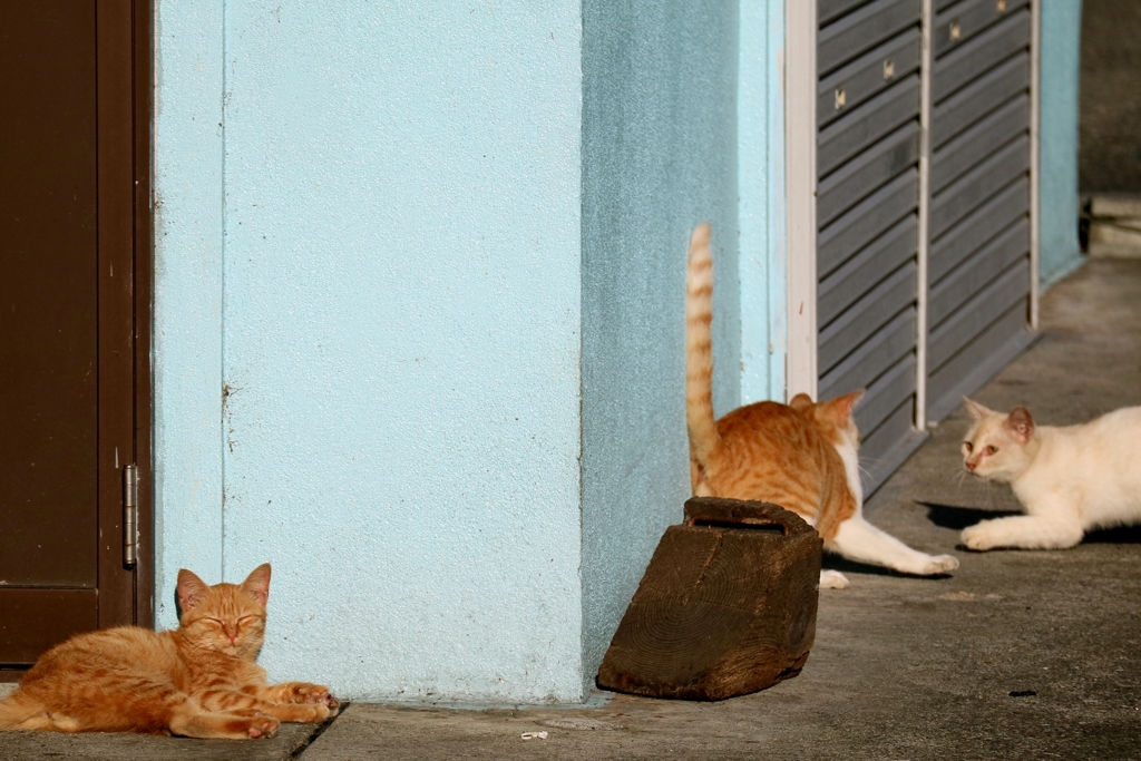 果報は寝てまつ