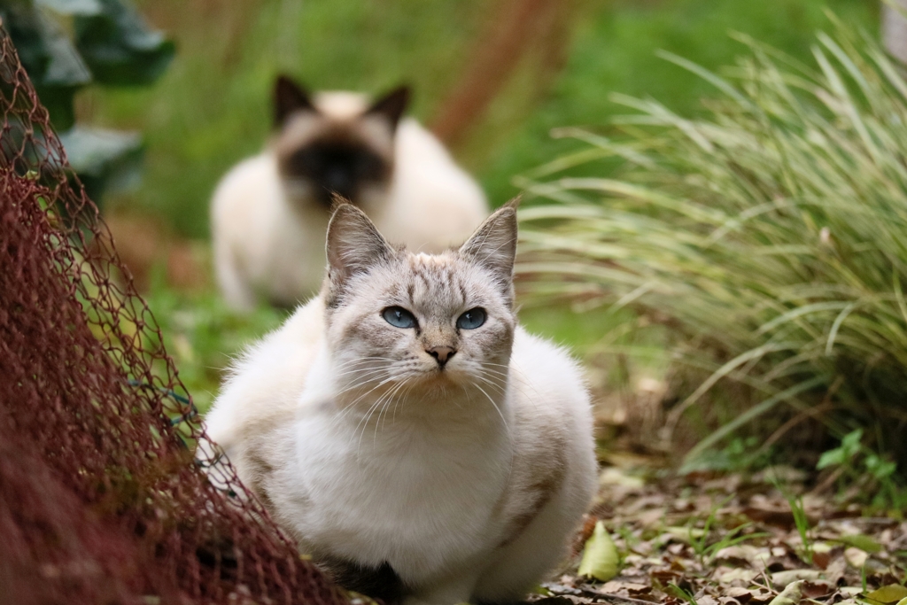 ちょっと失礼しますよちゃん