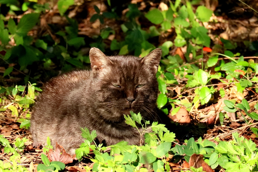じと目ブラックアンブッシュ