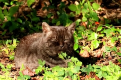 じと目ブラックアンブッシュ