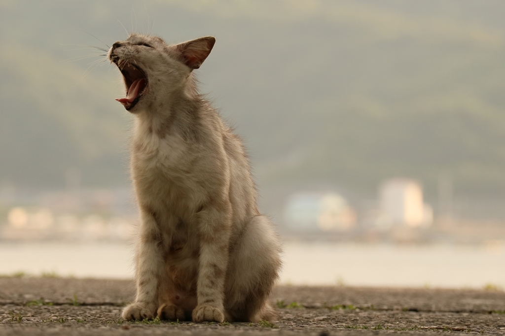 暮合いあくびちゃん