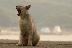 暮合いあくびちゃん