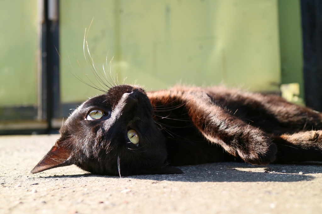 サンライズごろん