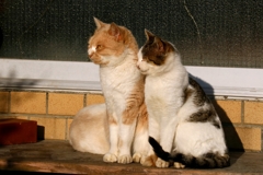 サーベイランスちゃんズ