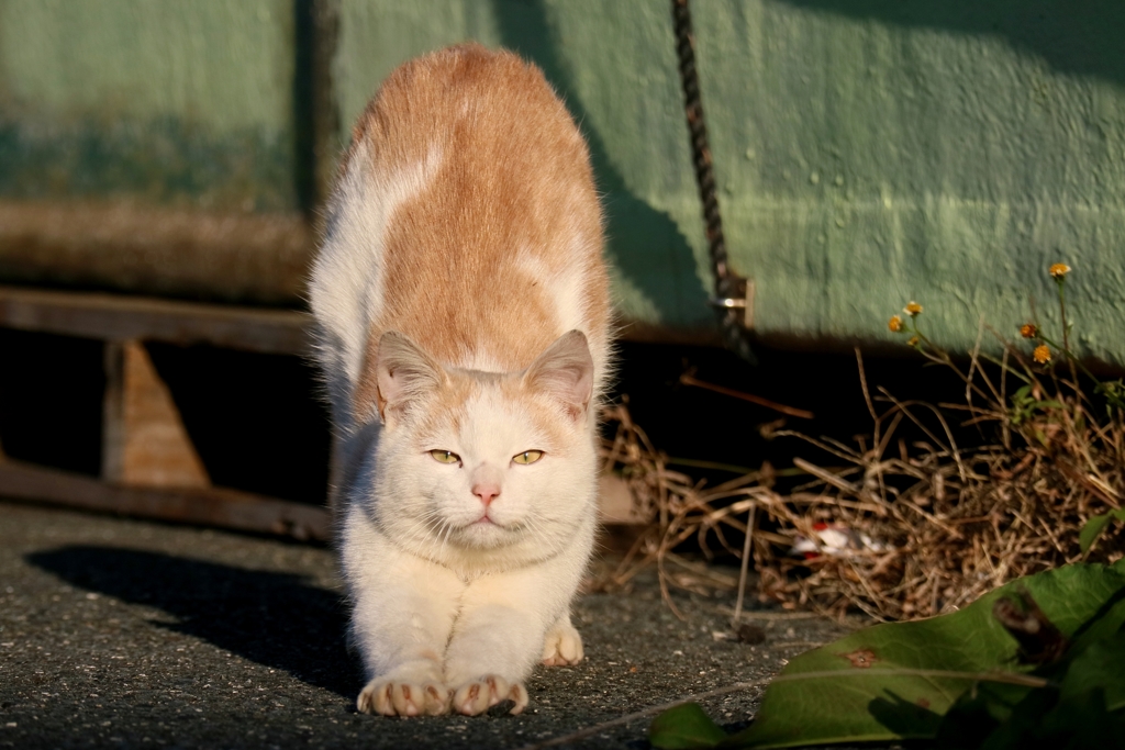 ストレッチ真顔ちゃん