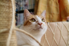 食客