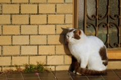 まざりたいちゃん