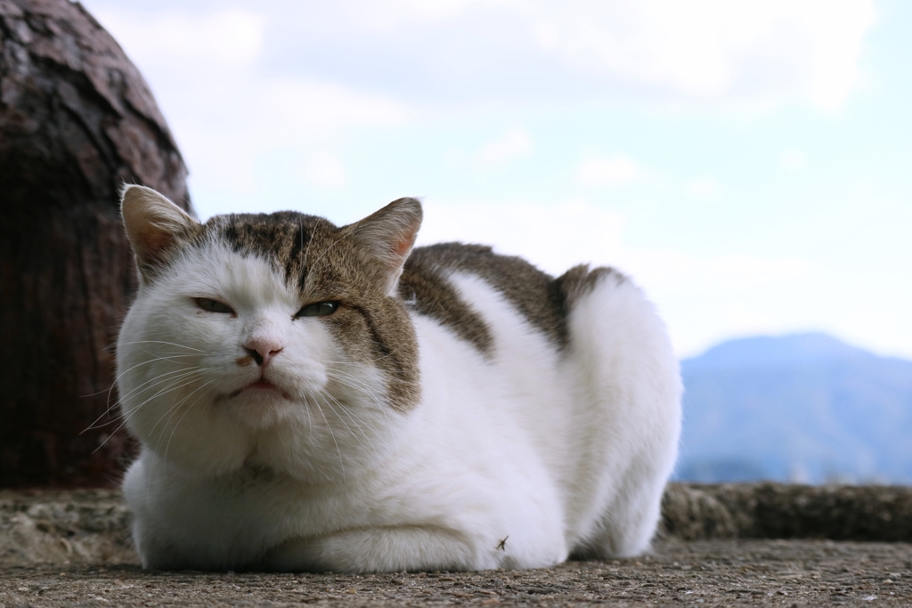 最近のお気に入り