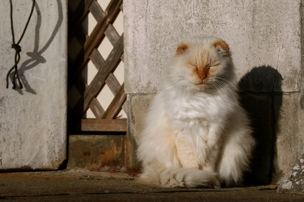 モッフフリーズ