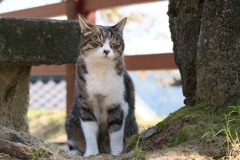 しあんちゃん
