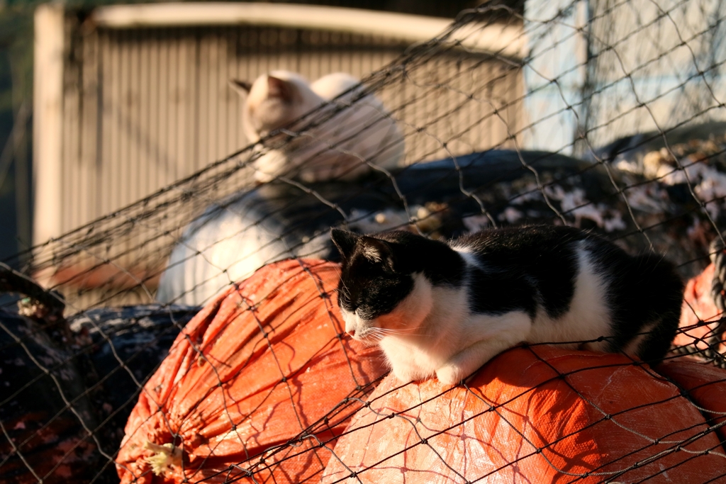 暖機運転ちゃん