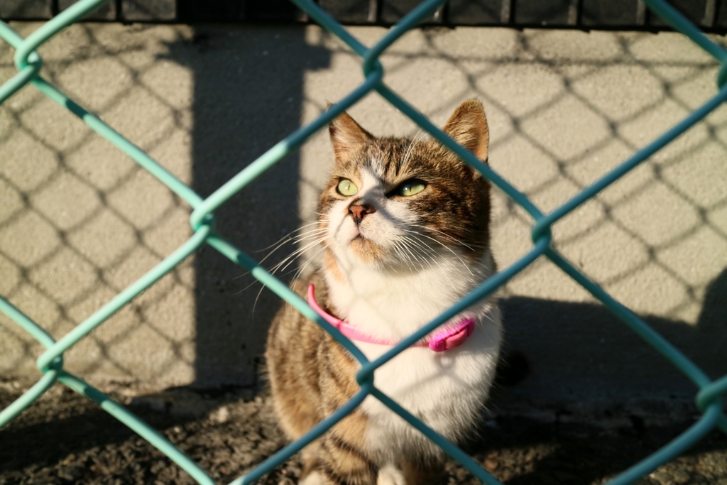 フェンスちゃん