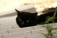 土方歳三なら褒めてくれる