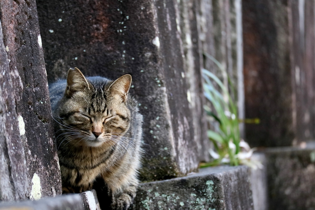 心眼ちゃん