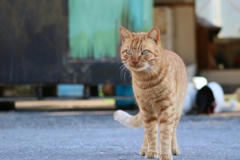 スタイリッシュタイガーちゃん